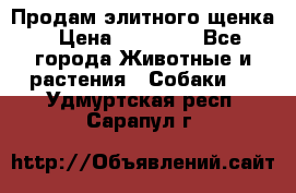 Продам элитного щенка › Цена ­ 30 000 - Все города Животные и растения » Собаки   . Удмуртская респ.,Сарапул г.